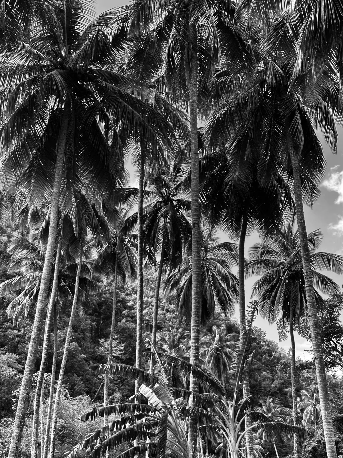 Looking up into a grove of tall palms, in black and white