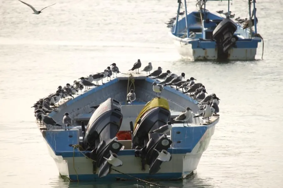 A fishing boat packed with seabirds