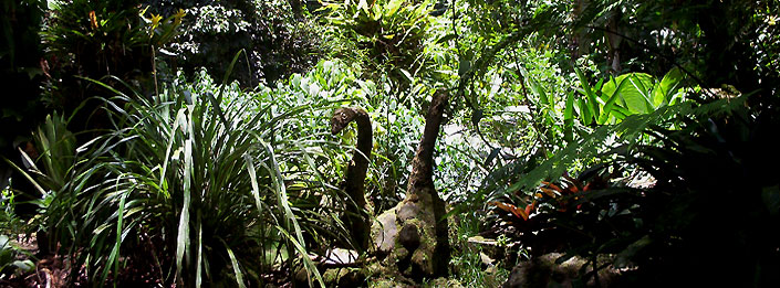 Rain Forest Dominica