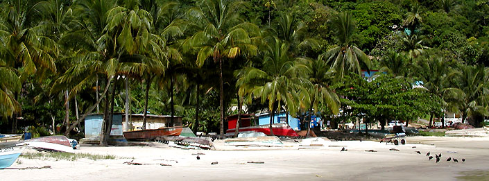 Trinidad Tobago Beach and Palms