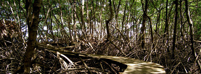 Caribbean Mangrove